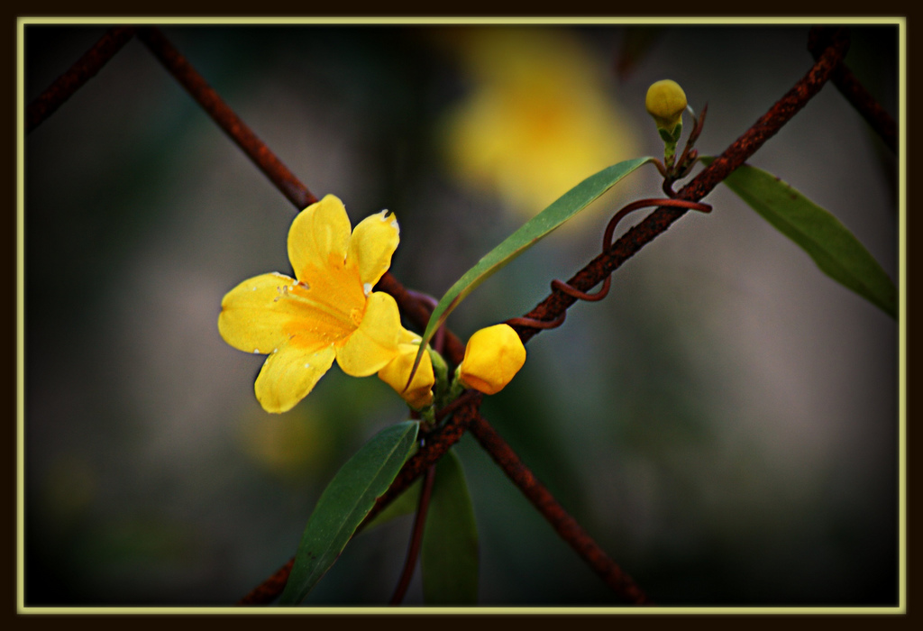 Carolina Jessamine